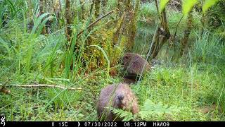 Mesmerising Footage of Eurasian Beavers Thriving in a Lush Temperate Rainforest [upl. by Ydaj]