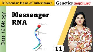 Messenger RNA  Structure and Functions [upl. by Currie]