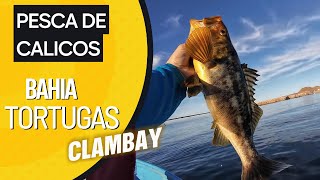 PESCA DE CALICOS  BAHIA TORTUGAS BCS  CLAMBAY [upl. by Judd]