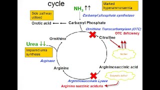 Argininosuccinic Aciduria Acidemia Defects in Arginosuccinase enzyme in the Urea cycle [upl. by Rafe811]