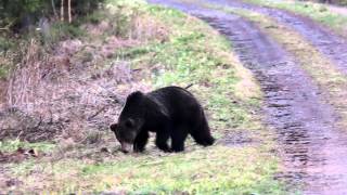 Brown Bear in Slovakia on our birding tour [upl. by Nagaet]