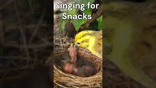 “Yellowhammer’s Silly Secrets Fun Facts for you”shorts critterchronicles [upl. by Bak]