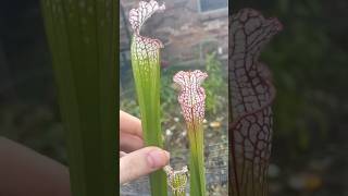 Sarracenia Leucophylla is still putting out pitchers garden carnivorousplants plants [upl. by Alyakcm]