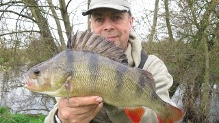 Perch Fishing on the River Loddon [upl. by Noelyn]