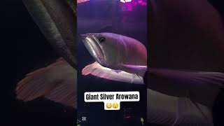 Majestic Silver Arowana The King of Freshwater Fish 😳😲 Arowana FishLovers Aquarium [upl. by Jsandye]