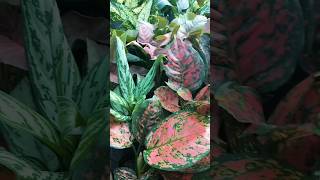 aglaonemaplants aglaonema aglonema plants plantcollection shorts ytshort subscribe short [upl. by Geller]