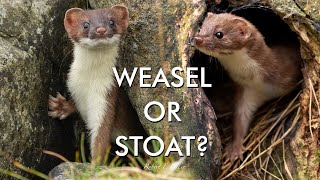 Weasel or Stoat How to Tell the Difference  Discover Wildlife  Robert E Fuller [upl. by Lledrac236]