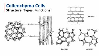 Collenchyma Cells  Structure Types Functions [upl. by Harberd]