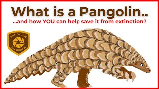 What is a Pangolin  HOW YOU CAN HELP TO SAVE THEM [upl. by Utir]