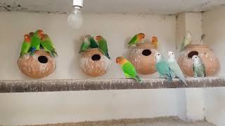 Lovebird Colony Video  Lovebird breeding Colony worldpetslover AhmadPetsVloger [upl. by Ensign]