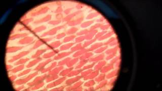 Video Endosmosis y exosmosis [upl. by Ganiats93]