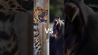 Leopard Vs Baboon 50 Vs 1 shorts youtubeshorts shortsfeed [upl. by Wildermuth]