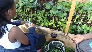 Harvesting CollardsMustard [upl. by Anniram]