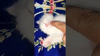 Cute kitten is deep sleeping cat viralvideo kitten cutecat [upl. by Gerrit]