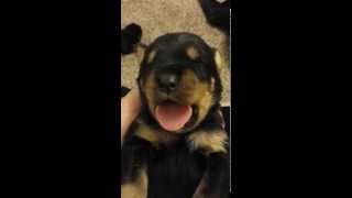 Rottie puppy crying like a human baby [upl. by Ellirehs]