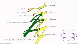 Lumbar Plexus  Structure and Branches  Anatomy Tutorial [upl. by Idhem]