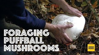 Foraging for Puffball Mushrooms [upl. by Retswerb]