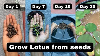 Grow Lotus at Home  How to grow lotus from seeds garden terrace garden trending lotus nature [upl. by Reprah]