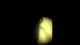 Foldscope Observations 2  Freshwater Worm [upl. by Aimaj992]