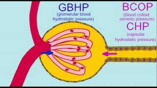 URINARY GLOMERULAR FILTRATION PRESSURES [upl. by Hameerak7]