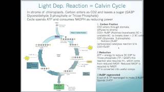 A2 Edexcel Biology Unit 4  Photosynthesis [upl. by Bores]