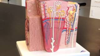 Corpuscle Nephron amp Kidney Model [upl. by Himelman]