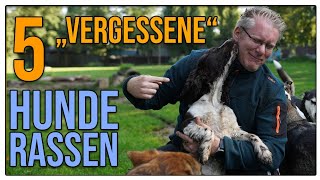 Das sind TOLLE Familienhunde ❤️ Hunderassen die man fast vergessen hat [upl. by Morissa]