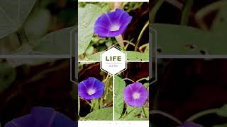 IPOMOEA NIL plants youtubeshorts nature photography [upl. by Aivata873]