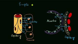 Squamous epithelium  Structural organization in animals  Biology  Khan Academy [upl. by Annayad]