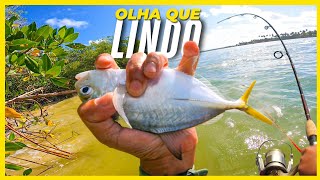 Em meio a tantos peixes Carapicu saiu esse lindo Xerelete Pescaria na Ilha da Barra Nova [upl. by Eural]