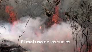 Todos contra la desertificación del suelo [upl. by Wash]