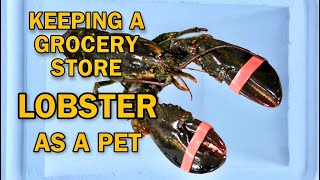 KEEPING GROCERY STORE LOBSTER AS A PET  RESCUE MISSION [upl. by Keir]