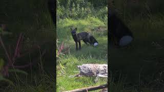 Young red fox kit  pup with black fur and a white tail called melanistic or silver Very rare animal [upl. by Philippine]