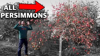 How to Grow a Persimmon Tree Complete Growing Guide [upl. by Dang205]