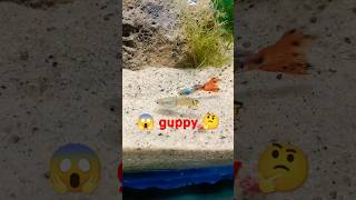 😱 guppy fish tank [upl. by Perloff]