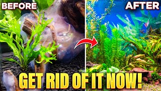 How To Get Rid Of White Algae In Your Aquarium Quick amp Easy [upl. by Cohberg662]