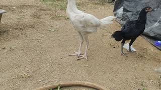 my future breeders americangame fowl cross [upl. by Vtehsta]