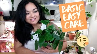 Heartleaf philodendron full care guide  Basic Plant [upl. by Nicolea]