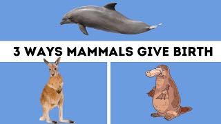 Mammals Three Different Ways Mammals give Birth [upl. by Leeth257]