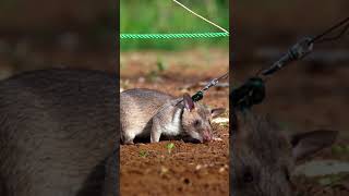 How a Rat Got Gold Medal  Magawa  Rat Mines Detection [upl. by Kaia]