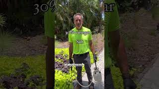 Natural effective weed killer [upl. by Saltsman442]