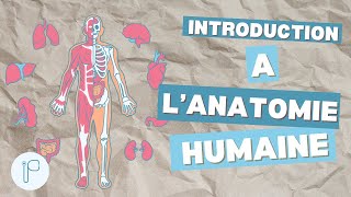 L’ introduction à l’anatomie première année médecine [upl. by Hanas]