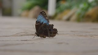 Garten der Schmetterlinge  Garden of butterflies [upl. by Iridissa]