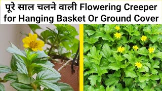 Wedelia Trilobata Creeping Daisy Flowering Plant Care In Pot  In Hindi 🍀🌿🌺 [upl. by Cheston]