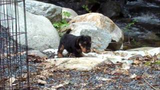 Apr2011  Darwyn Welsh Terrier Puppies 6wks  Explore the Outside [upl. by Nevear159]