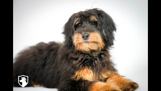 For Adoption quotLacyquot F1b Toy Bernedoodle Ms Purple from Rahab amp Zac [upl. by Tenner]