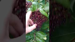 Gigantic Elderberry Clusters 10quot Across permaculture growyourownfood sustainability gardening [upl. by Yojenitsirk]