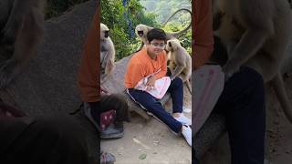 Ye langur ji sab jante hai  big size langurs [upl. by Amando975]