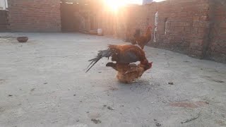 chicken mate  rosster mating  Aseel murga mating chicken mating sound  chicken Breeding henmate [upl. by Evetta92]