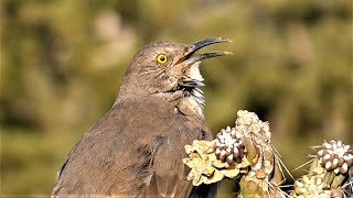 Curvebilled Thrasher Bird  Spring Song [upl. by Roseanne]